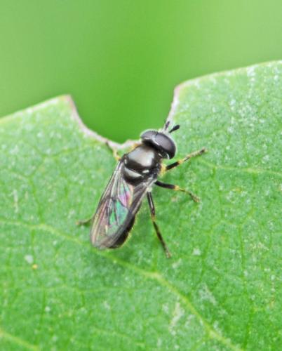 Pipizella sp.